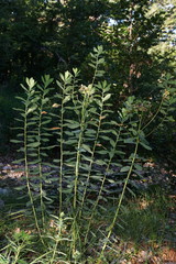 Euphorbia tauricola