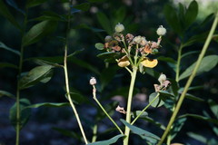 Euphorbia tauricola