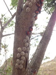 Libyaspis coccinelloides