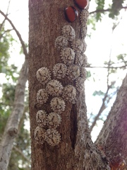 Libyaspis coccinelloides