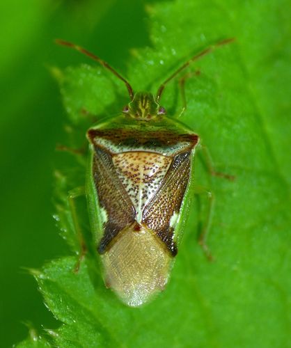Forest shield bug photo 4