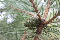 Pinus tabuliformis