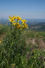 Jacobaea taurica