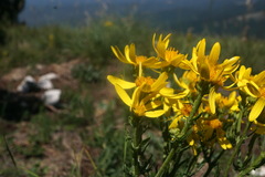 Jacobaea taurica