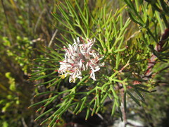 Serruria rubricaulis