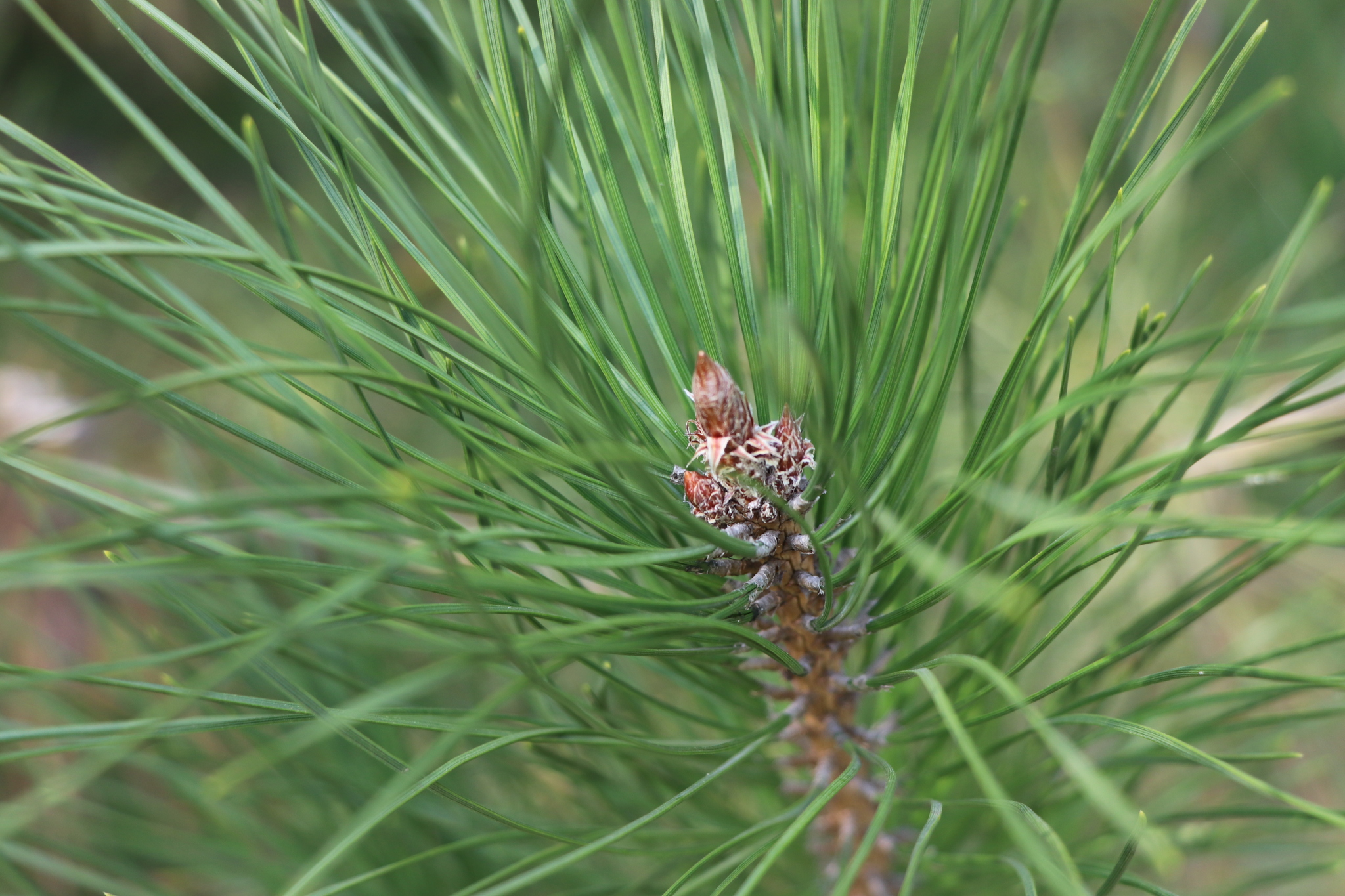 Pinus tabuliformis Carrière