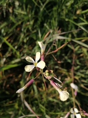 Raphanus raphanistrum