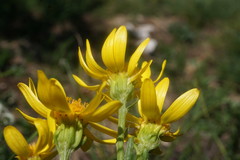 Jacobaea taurica