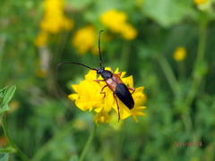 Stenurella jaegeri