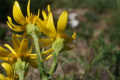 Jacobaea taurica