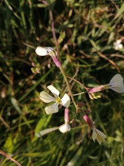 Raphanus raphanistrum