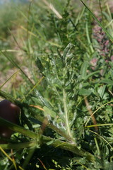 Jacobaea taurica