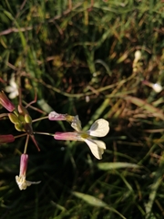 Raphanus raphanistrum