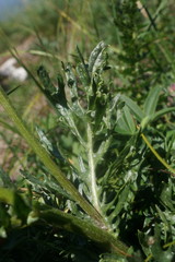 Jacobaea taurica
