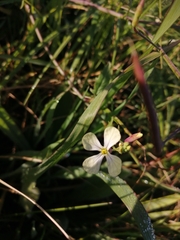 Raphanus raphanistrum