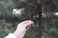 Pinus tabuliformis