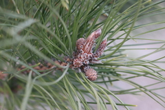 Pinus tabuliformis