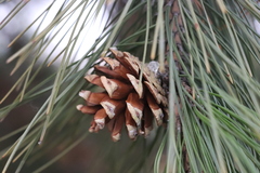 Pinus tabuliformis