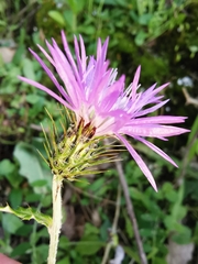 Galactites tomentosus