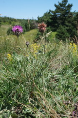 Centaurea scabiosa alpestris