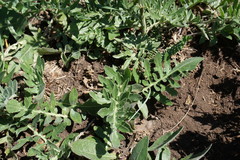Centaurea scabiosa alpestris