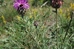 Centaurea scabiosa alpestris