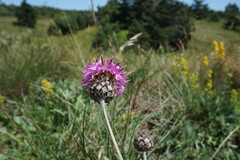 Centaurea scabiosa alpestris
