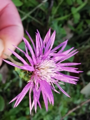Galactites tomentosus