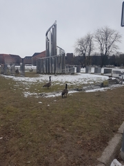 Branta canadensis