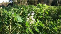 Lupinus albus
