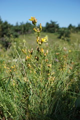 Hypericum linarioides