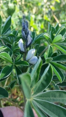 Lupinus albus