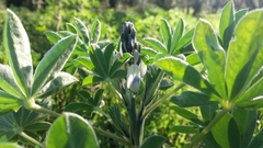 Lupinus albus