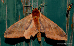 Clanidopsis exusta