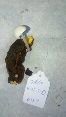 Mycena arcangeliana