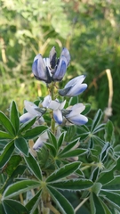 Lupinus albus