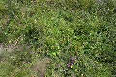 Astragalus glycyphylloides