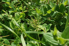 Astragalus glycyphylloides
