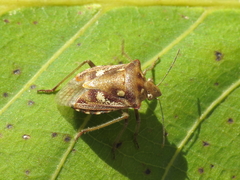 Chroantha ornatula
