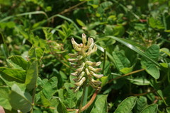 Astragalus glycyphylloides