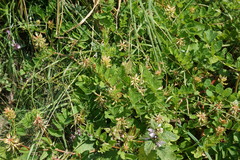 Astragalus glycyphylloides