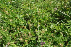 Astragalus glycyphylloides