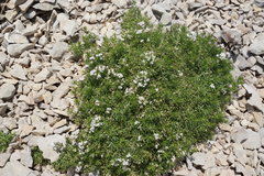 Asperula cretacea