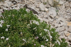 Asperula cretacea