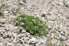 Asperula cretacea