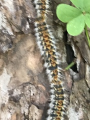 Thaumetopoea pityocampa