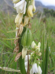 Eulophia aculeata