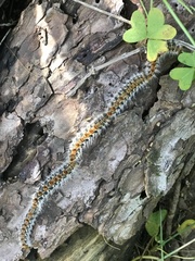 Thaumetopoea pityocampa