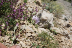 Crepis purpurea
