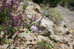 Crepis purpurea